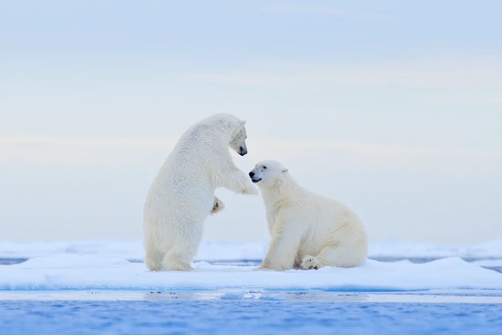 ijsberen svalbard