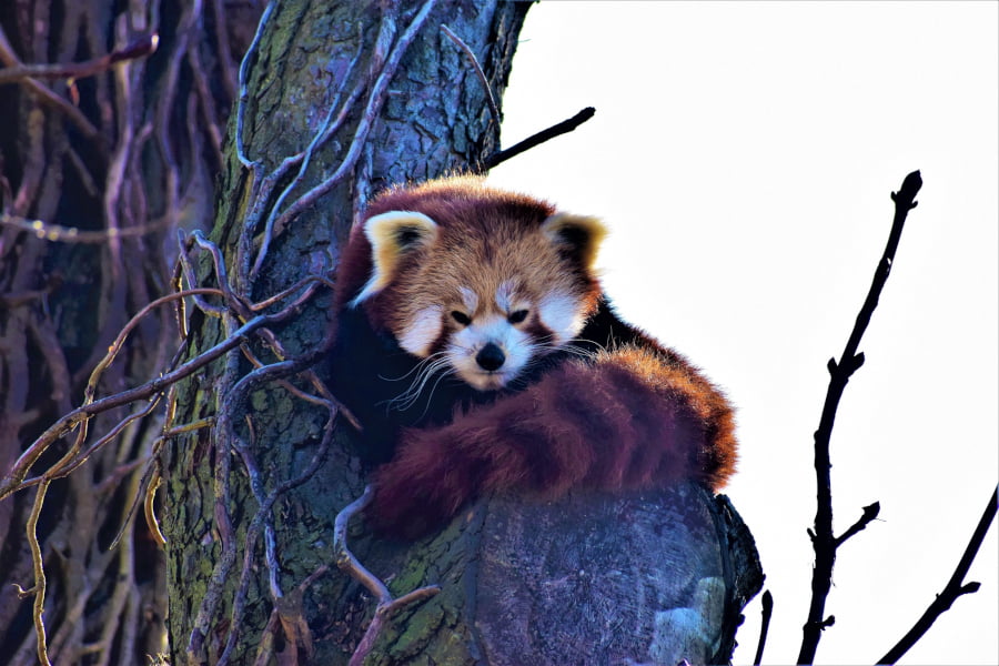 Rode Panda in Odense ZOO