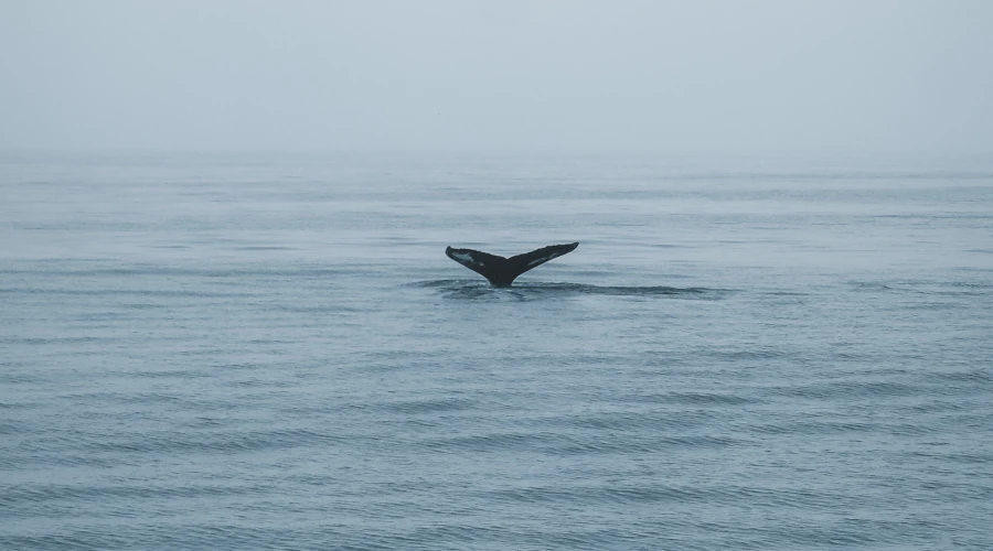 Walvissen spotten Reykjavik